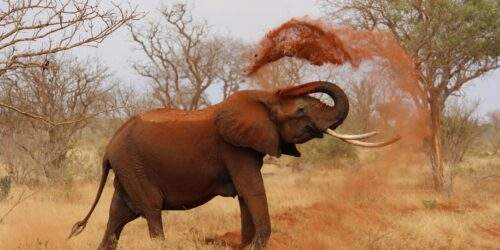Elephant Kenya