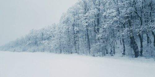 snow covered tree