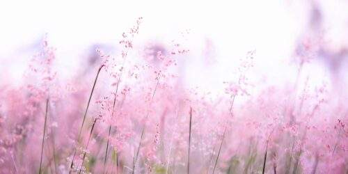 Pink Flowers Photography