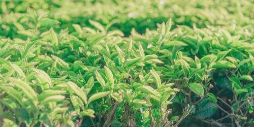 Tea Farm