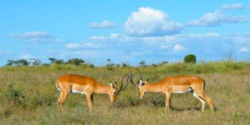 Kenya
